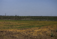 صورة ماذا أكتشف المزارعون السوريون في أراضيهم بعد رشها الاحتلال الإسرائيلي بمواد مجهولة؟