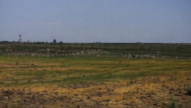 صورة ماذا أكتشف المزارعون السوريون في أراضيهم بعد رشها الاحتلال الإسرائيلي بمواد مجهولة؟